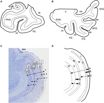 Cytoarchitectonic Areas of the Gyrus ambiens in the Human Brain